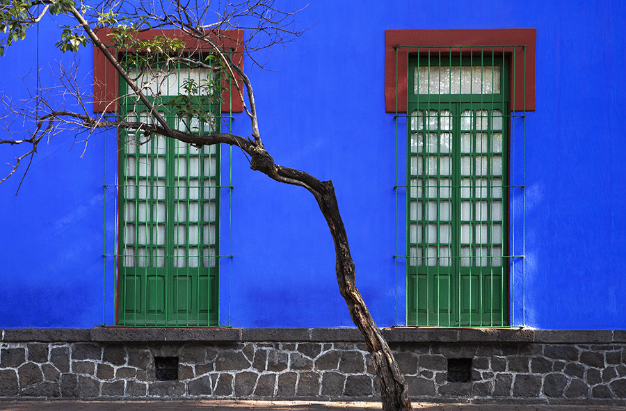 A bright blue exterior wall with two windows in it and a spindly tree growing in front of it.