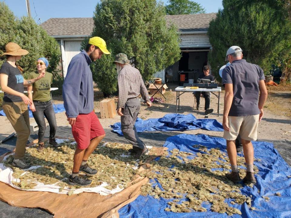 Five people walk in a circle on top of plant matter placed on a tarp outdoors.