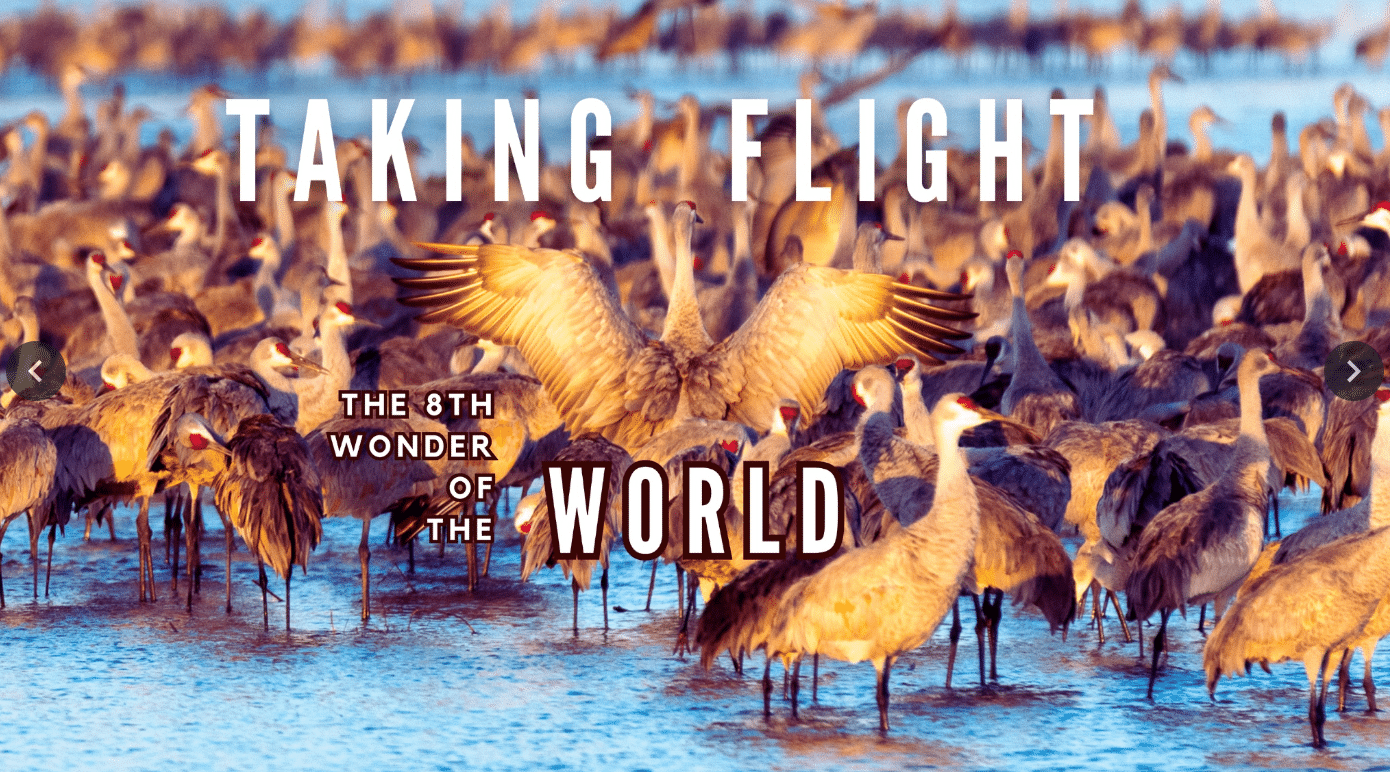 photo of sandhill cranes standing in water, with text over the image "taking flight the 8th wonder of the world"
